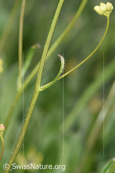 Foto: Gemeines Brillenschötchen (Biscutella laevigata). Stängel und Stängelblatt.