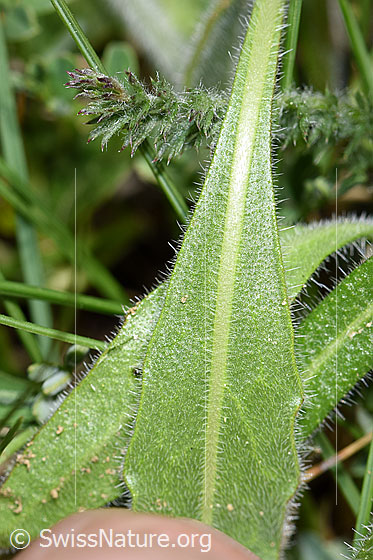 Photo: Biscutella laevigata. Leaf underside. 