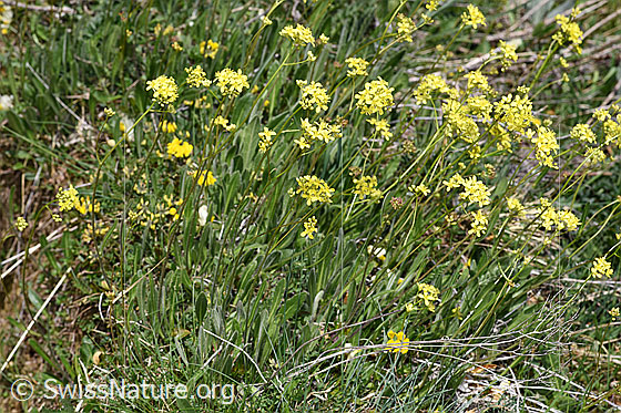 Photo: Biscutella laevigata. Whole plant (habiti).