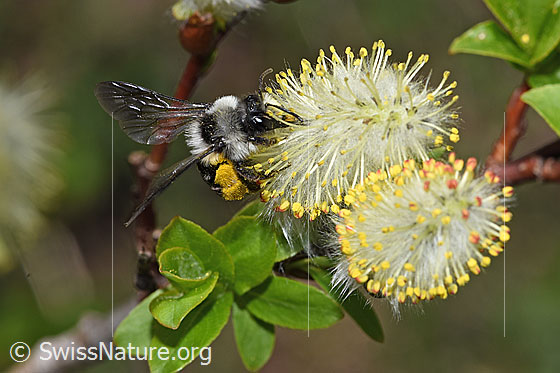 Photo: Andrena cineraria on Salix caprea. Length 13 - 15mm. Female. View from diagonally above.