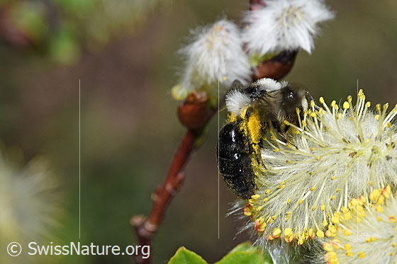 Photo: Andrena cineraria on Salix caprea. Length 13 - 15mm. Female. View diagonally from behind.