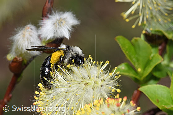 Foto: Graue Sandbiene (Andrena cineraria) an Sal-Weide (Salix caprea). Länge 13 - 15mm. Weibchen. Ansicht von der Seite.
