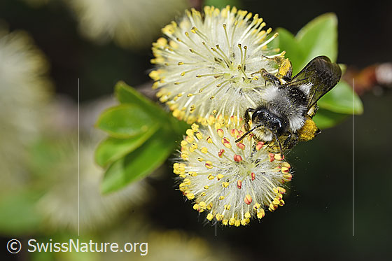 Foto: Graue Sandbiene (Andrena cineraria) an Sal-Weide (Salix caprea). Länge 13 - 15mm. Weibchen. Ansicht von vorne.