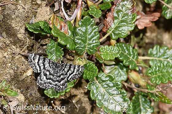 Foto: Wahrscheinlich Bärentrauben-Bänderspanner (Macaria carbonaria) auf Blätter der Silberwurz (Dryas octopetala). 