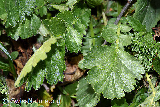 Foto: Gemeine Berg-Nelkenwurz (Geum montanum). Blätter. Blattoberseite.