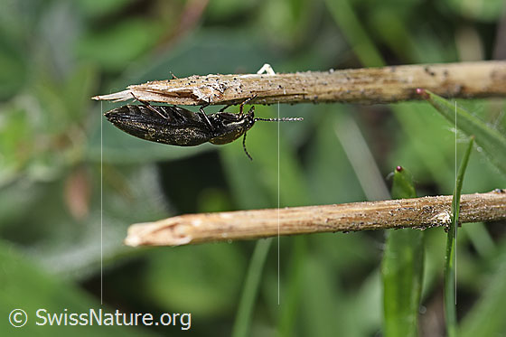 Photo: Prosternon chrysocomum. Length 14mm. View from the side.