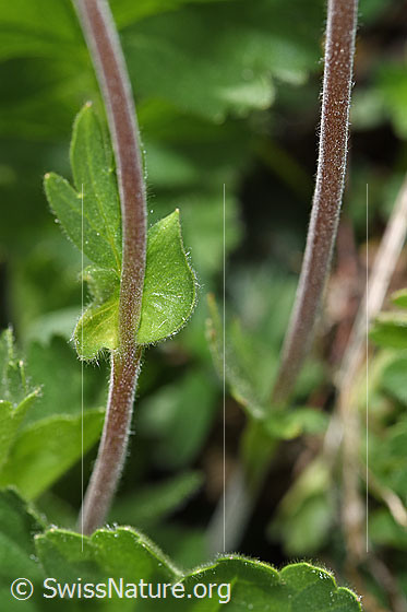 Photo: Geum montanum. Stem and stem leaves.