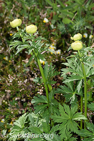 Foto: Trollblume (Trollius europaeus). Ganze Pflanze (Habitus).