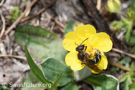 Photo: Halictus rubicundus. Length 11mm. Female. View from the side above.