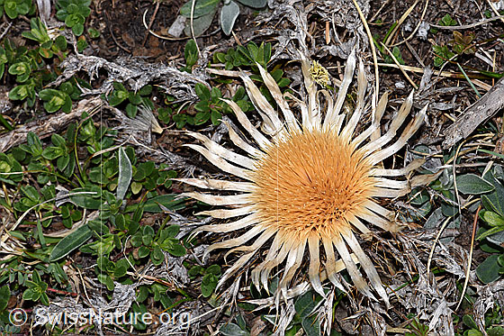 Foto: Silberdistel (Carlina acaulis ssp. caulescens).