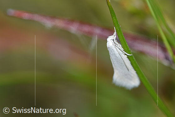 Foto: Wahrscheinlich Elachista argentella (Grasminiermotte). Ansicht von seitlich oben.