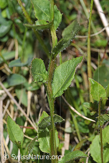 Foto: Wahrscheinlich Rautenblättrige Glockenblume (Campanula rhomboidalis). Stängel und Blätter.