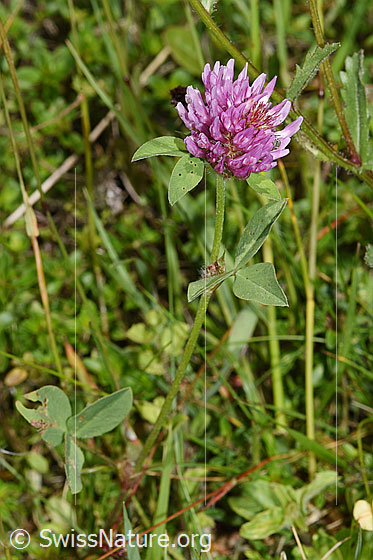 Foto: Rot-Klee (Trifolium pratense). Ganze Pflanze (Habitus).