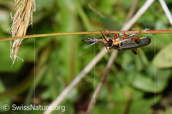 Foto: Graugelber Weichkäfer (Cantharis nigricans). Länge 10mm. Ansicht von der Seite.