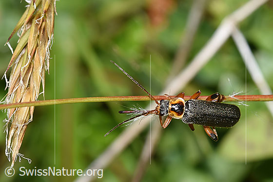 Foto: Graugelber Weichkäfer (Cantharis nigricans). Länge 10mm. Ansicht von oben.