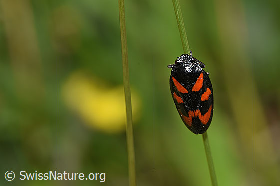 Photo: Cercopis vulnerata. Asicht from above.