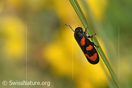 Photo: Cercopis vulnerata. View from the side.