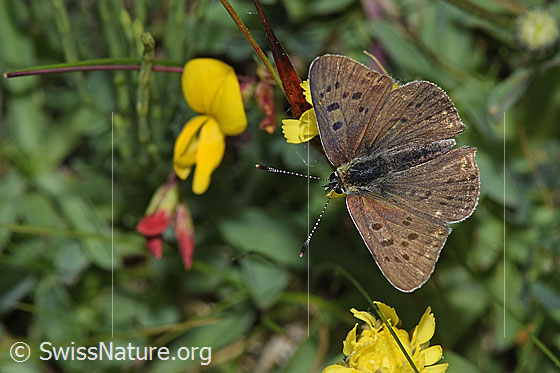Foto: Brauner Feuerfalter (Lycaena tityrus) an Gewöhnlicher Hornklee (Lotus corniculatus). Flügel geöffnet. Ansicht von oben.

Brauner Feuerfalter
Lat.: Lycaena tityrus
Familie: Lycaenidae (Bläulinge)
Unterfamilie: Lycaeninae
Gattung: Lycaena

Gewöhnlicher Hornklee
Lat.: Lotus corniculatus
Familie: Fabaceae (Schmetterlingsblütler)
Gattung: Lotus (Hornklee)