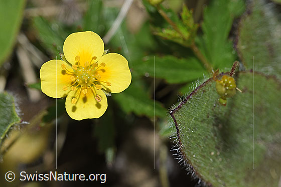 Foto: Blutwurz (Potentilla erecta). Blüte.