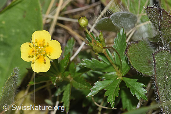 Foto: Blutwurz (Potentilla erecta). Ganze Pflanze (Habitus).