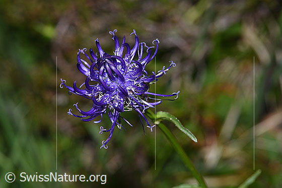 Foto: Rundköpfige Rapunzel (Phyteuma orbiculare). Blüte.