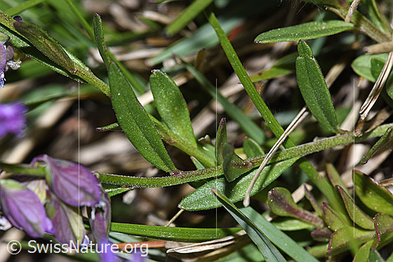 Photo: Probably Polygala vulgaris ssp. vulgaris. Stem and leaves.