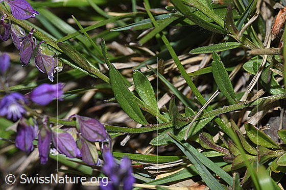 Foto: Wahrscheinlich Gewöhnliche Kreuzblume (Polygala vulgaris ssp. vulgaris). Blätter und Stängel.