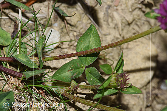 Foto: Rot-Klee (Trifolium pratense). Stängel und Blätter.