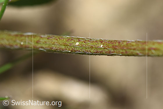 Foto: Rot-Klee (Trifolium pratense). Stängel.