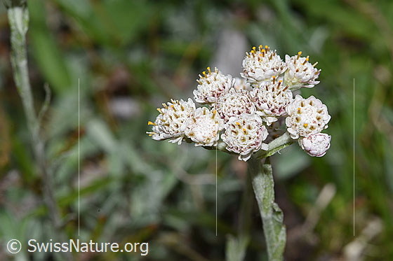 Foto: Gemeines Katzenpfötchen (Antennaria dioica). Blütenstand und Stängel.