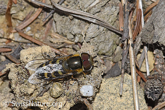 Foto: Mondfleck-Feldschwebfliege (Eupeodes luniger). Länge 9 - 12mm. Männchen. Ansicht von oben.