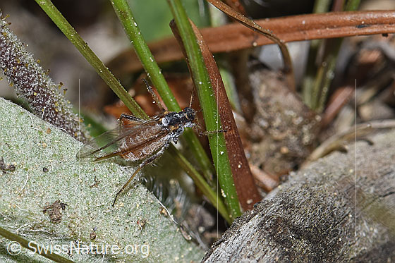 Foto: Rotbraune bepuderte Fichtenrindenlaus (Cinara pilicornis). Länge 2.1 - 4.7mm. Ansicht von der Seite.