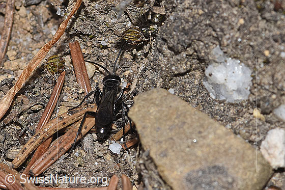 Photo: Anoplius infuscatus. Length 7 - 12mm. View from behind.
