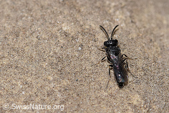 Foto: Wahrscheinlich Diodontus luperus (Grabwespe). Länge 4.5mm. Männchen. Ansicht von hinten oben.