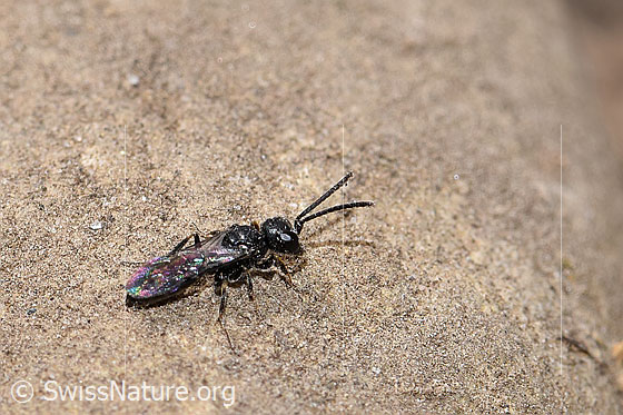 Foto: Wahrscheinlich Diodontus luperus (Grabwespe). Länge 4.5mm. Männchen. Ansicht von der Seite.