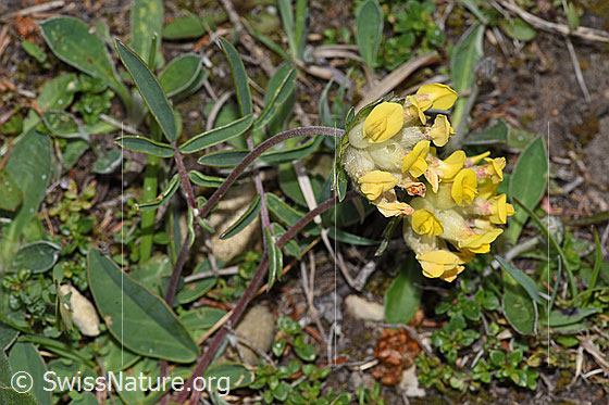 Foto: Echter Wundklee (Anthyllis vulneraria). Ganze Pflanze (Habitus).