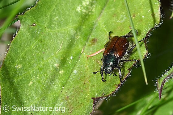 Foto: Gartenlaubkäfer (Phyllopertha horticola). Länge 9mm. Ansicht von vorne.