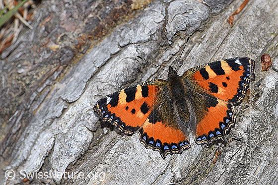 Photo: Aglais urticae. Wings open.