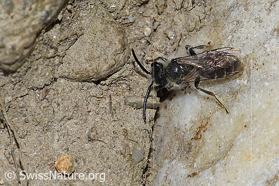 Photo: Probably Haltictus tetrazonius. Length 6 -8mm. Female. View from above.