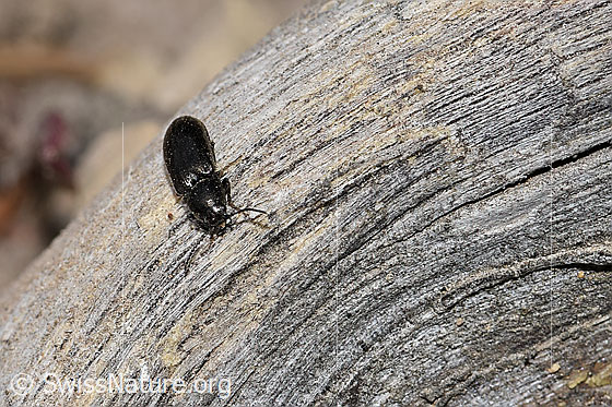 Foto: Wahrscheinlich Hylis olexai (Kammkäfer). Länge 5.5mm. Ansicht von vorne.