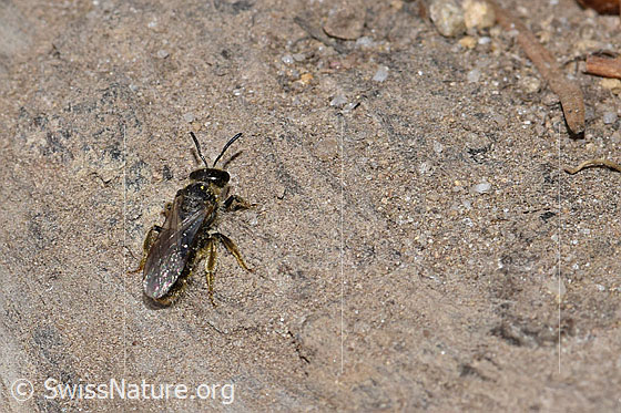 Foto: Gewöhnliche Dörnchensandbiene (Andrena humilis). Länge 10 - 12mm. Weibchen. Ansicht von schräg hinten.