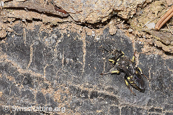 Foto: Oxybelus bipunctatus (Grabwespe). Länge 5mm. Männchen. Ansicht von oben.