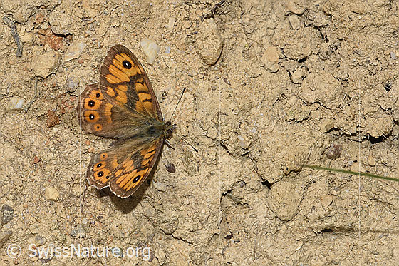 Photo: Lasiommata megera. Wings open. View from above.