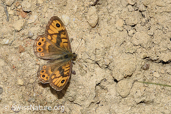 Photo: Lasiommata megera. Wings open. View from above.