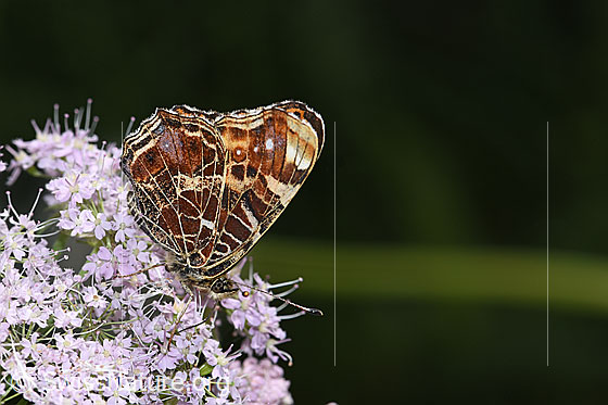 Foto: Landkärtchen (Araschnia levana). Frühlingsgeneration. Flügel geschlossen. Ansicht von der Seite.