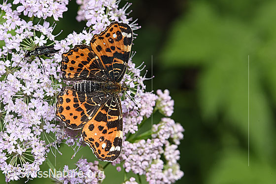 Foto: Landkärtchen (Araschnia levana). Frühlingsgeneration. Flügel geöffnet. Ansicht von oben.
