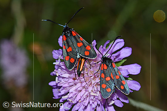 Foto: Zwei gewöhnliche Widderchen (Zygaena filipendulae) auf Blüte einer Wald-Witwenblume (Knautia dipsacifolia). Ansicht von oben.