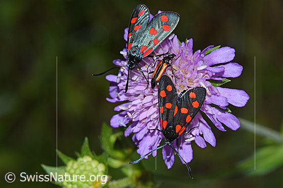 Photo: Zygaena filipendulae on blossom of Knautia dipsacifolia. View from above. Between the two Zygaena filipendulae, a Stenurella melanura can be seen.