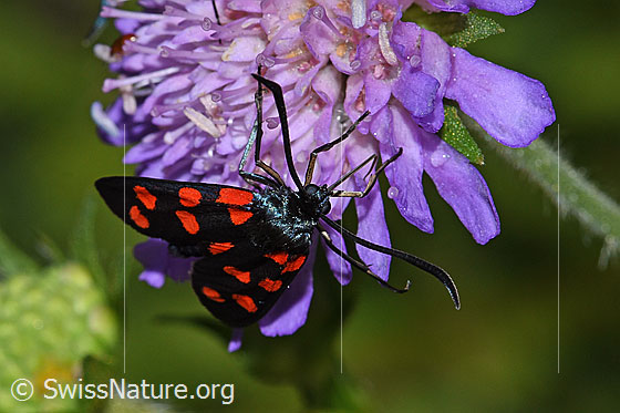 Foto: Gewöhnliche Widderchen (Zygaena filipendulae) auf Wald-Witwenblume (Knautia dipsacifolia). Ansicht von vorne oben.