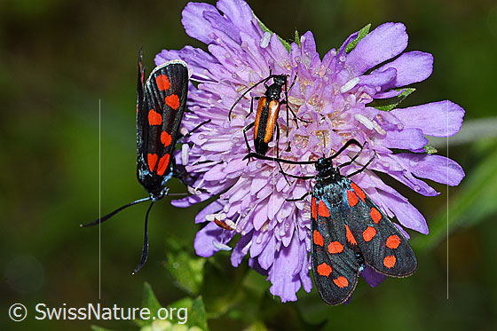 Foto: Zwei gewöhnliche Widderchen (Zygaena filipendulae) auf Blüte einer Wald-Witwenblume (Knautia dipsacifolia). Ansicht von oben. Zwischen den beiden Widderchen ist ein Kleiner Schmalbock (Stenurella melanura) zu sehen.